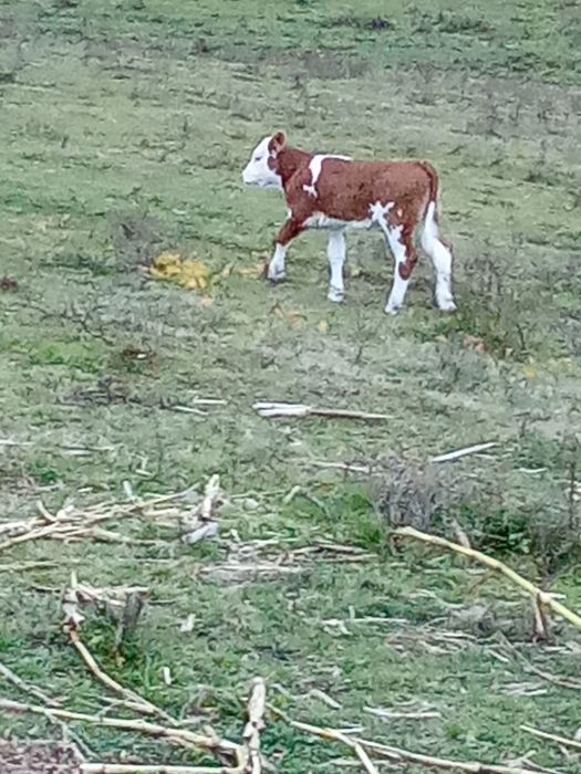 Disponibil trei bucăți