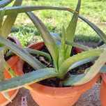 Aloe - remediu pentru ten, scalp, vindecare răni, imbatranire