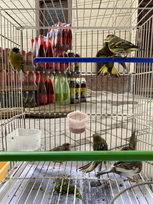 Канарейка чиж репел зеленушка