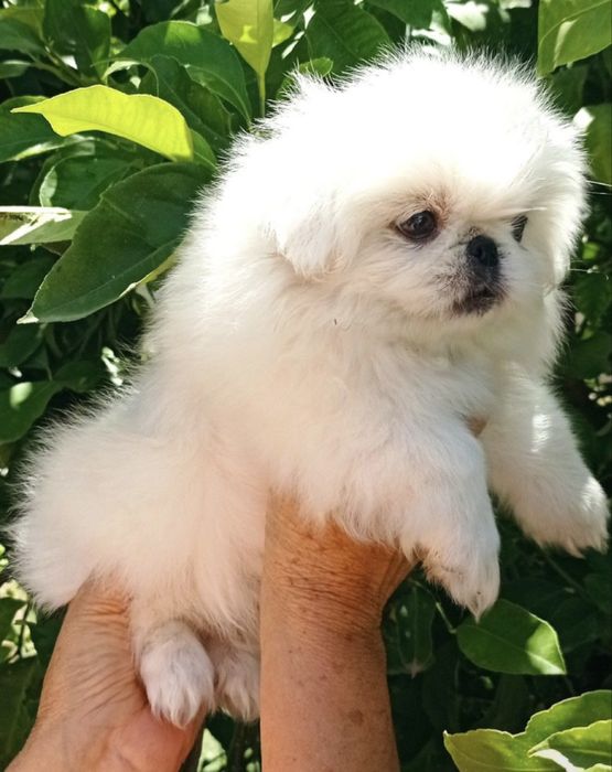 Fetita bichon havanez