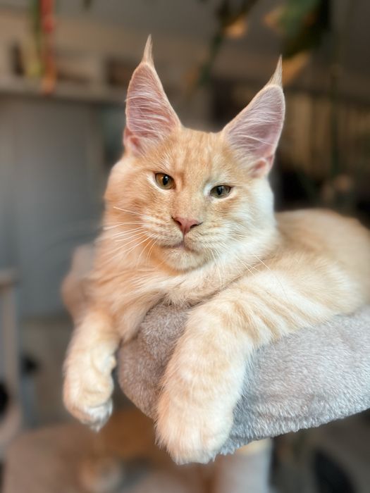 Pui Maine Coon mascul