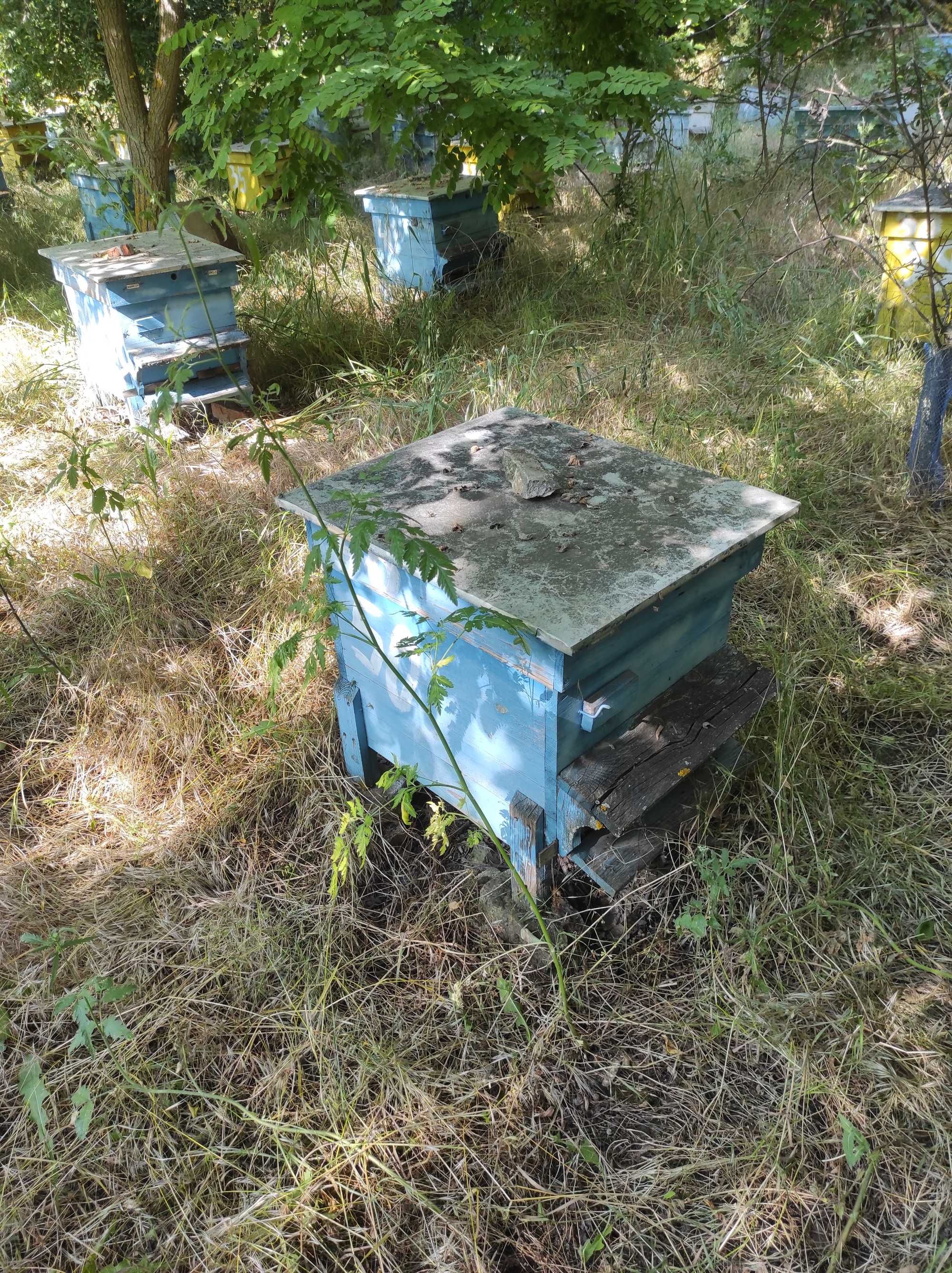 Пчелни семейства, магазинни рамки изградени и центрофуга.
