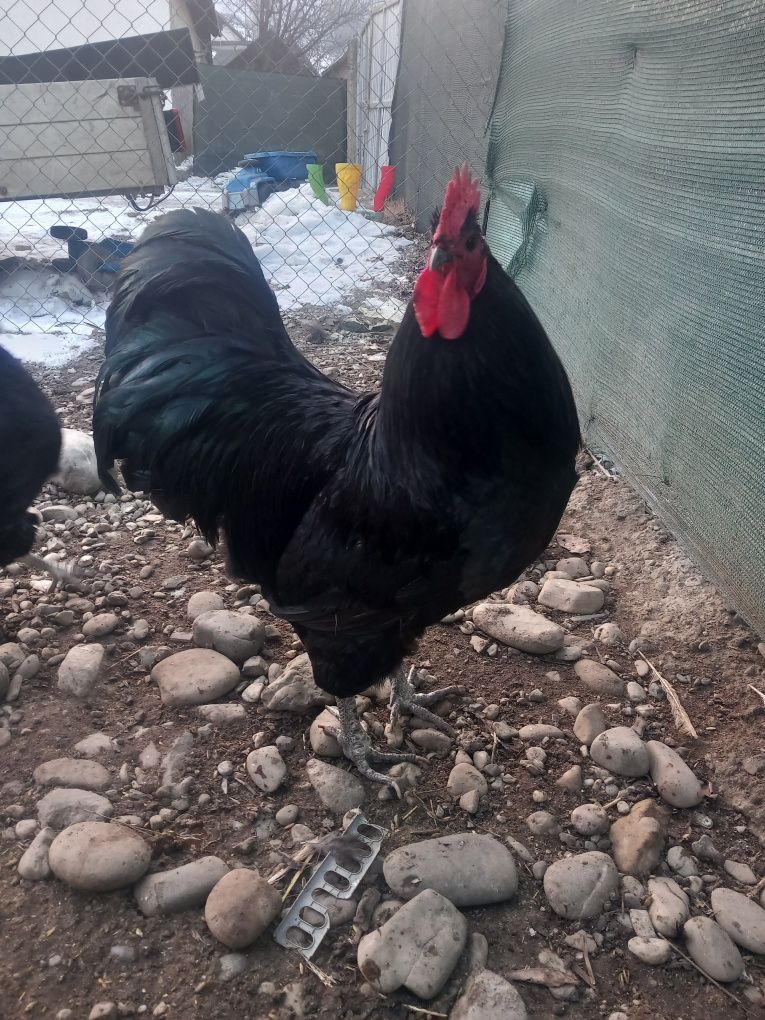 Oua incubat australorp