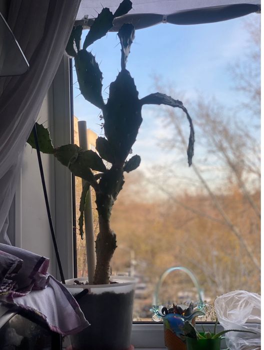 Продам Кактус опунция