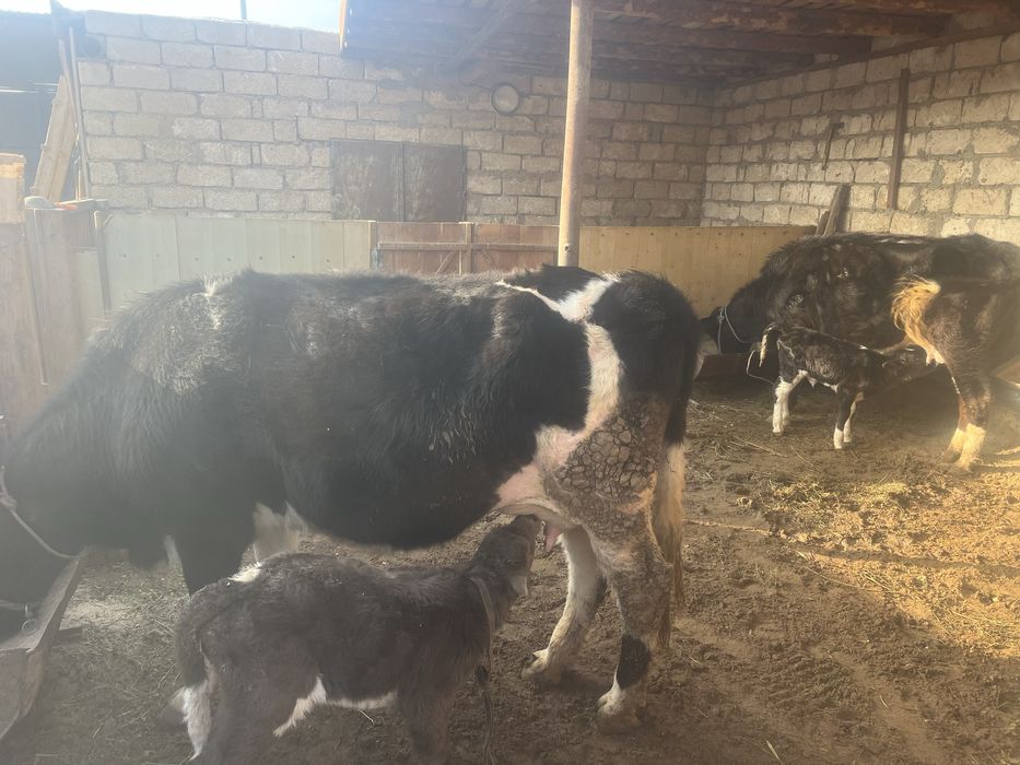 Бұзаулы сиырлар белкөлде