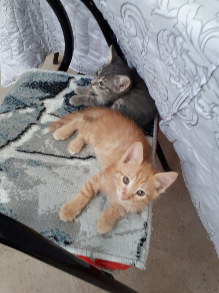 Котята ждут своего человека!
