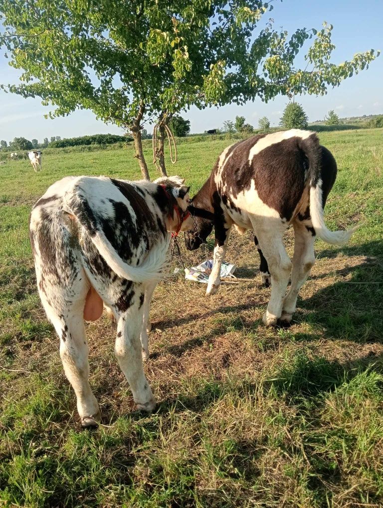 Vând viței de carne