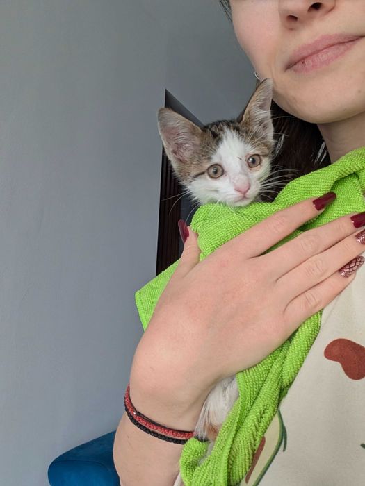 PISICA - adopție - București/Ploiești