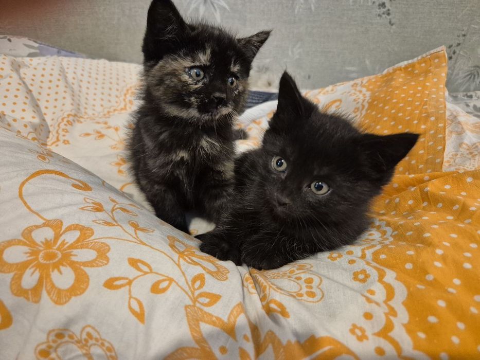 Котенок в добрые ручки