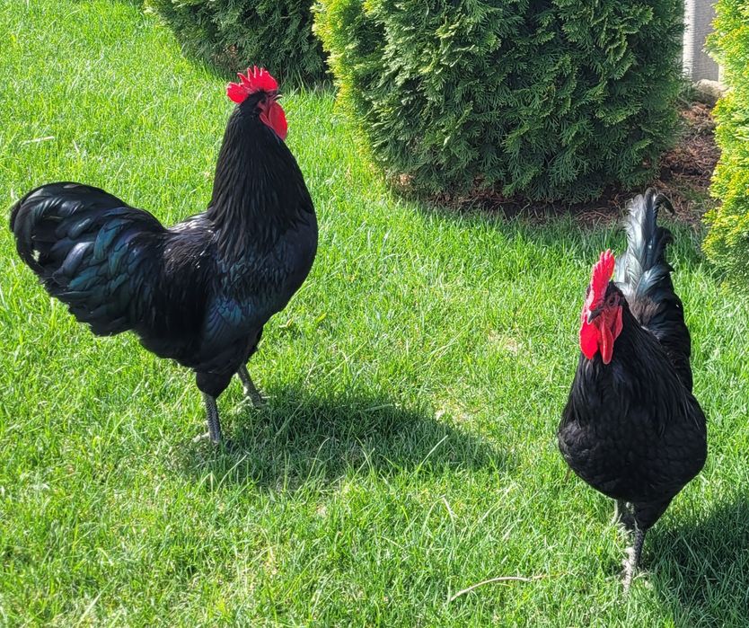 Vând cocoși austrolop și vorwerk