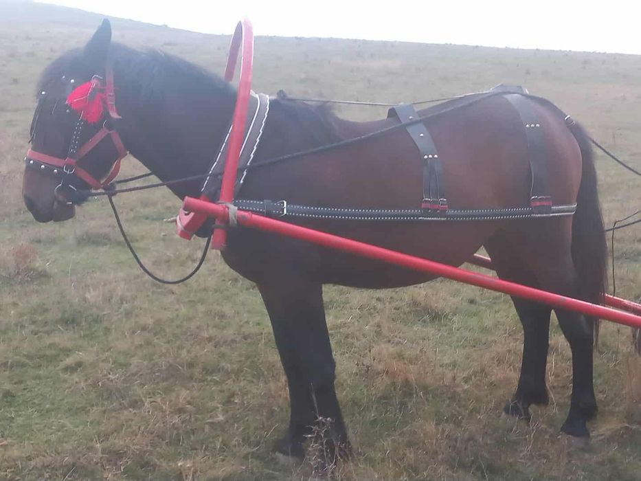 Vand manza pusă de un an și 5 luni pusă prima dată la caruta