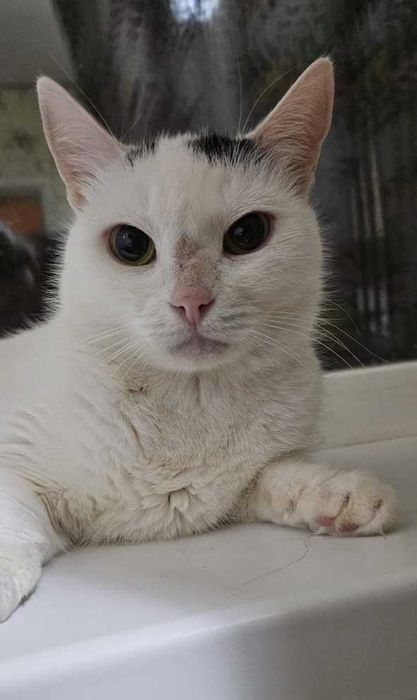 Ищем любящую семью