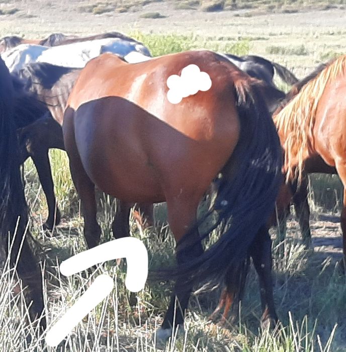 Лошади.Жылкы.байтал. тай. Жабагы. Согым семиз ет