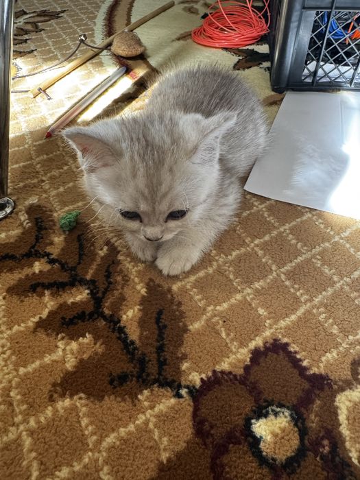 Котята породистые, мама скотиш страйт, папа серебристая шиншила.