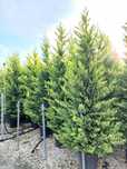 Vand leylandii gold rider