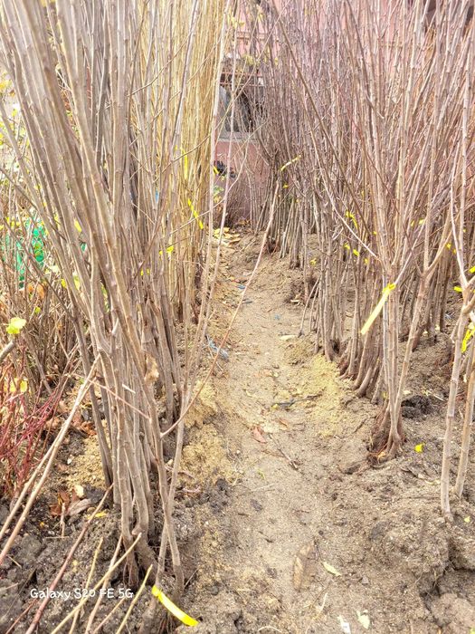 Pruni altoi cu fructe mari, Top Taste Top Hit Centenar Renglot