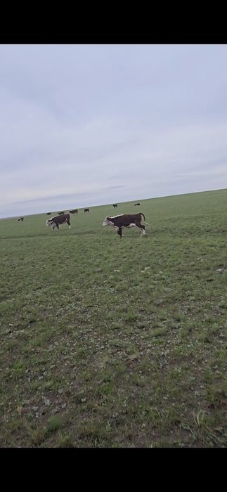 Продам телочек 2025 г. рождения