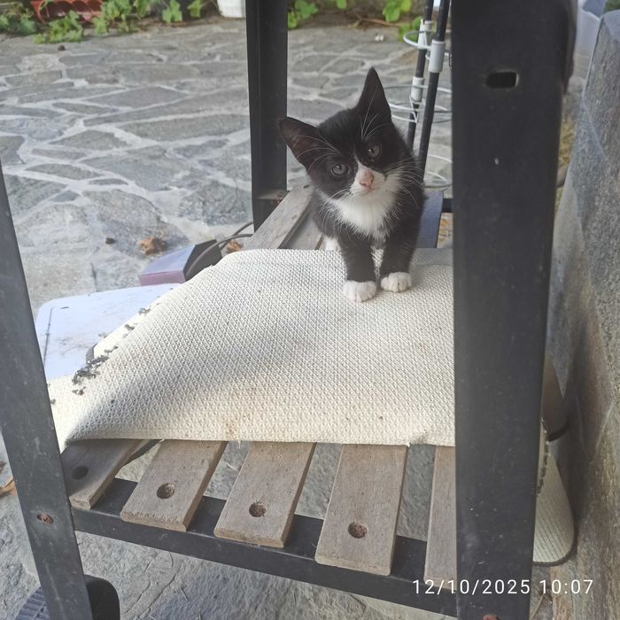 Подарявам котенца