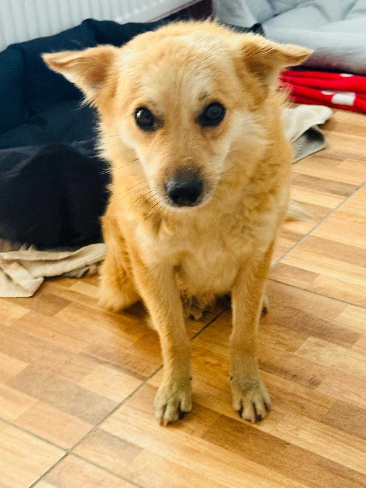Snowy & Foxy - prieteni care visează la ACASĂ