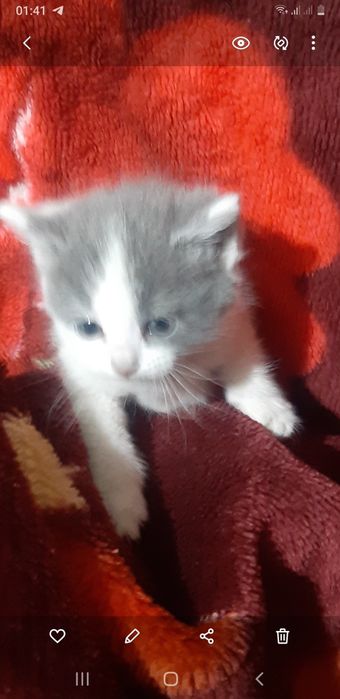 Mushuk bollar sotiladi