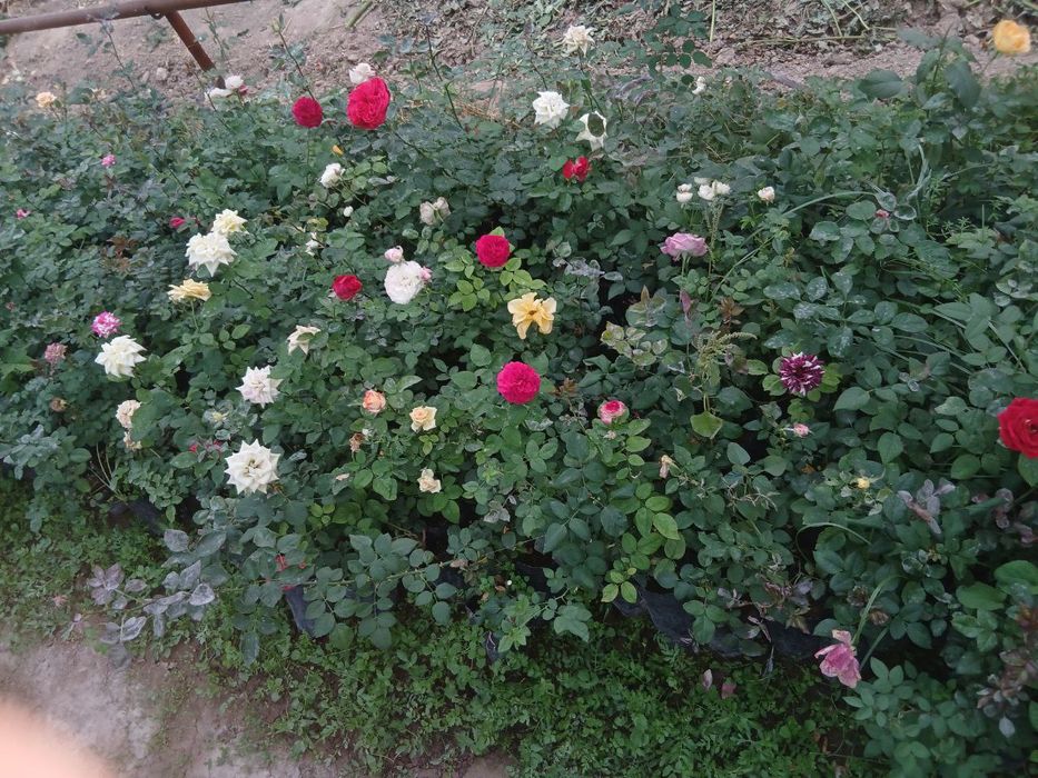 Гуллар тувакда сотилади