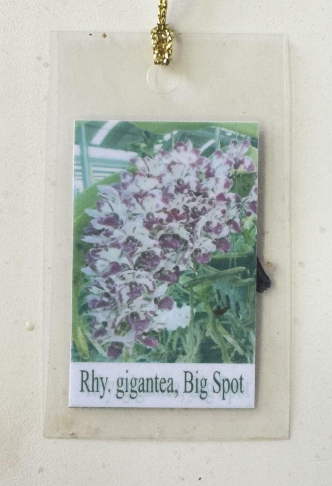 Rhy. gigantea, Big Spot