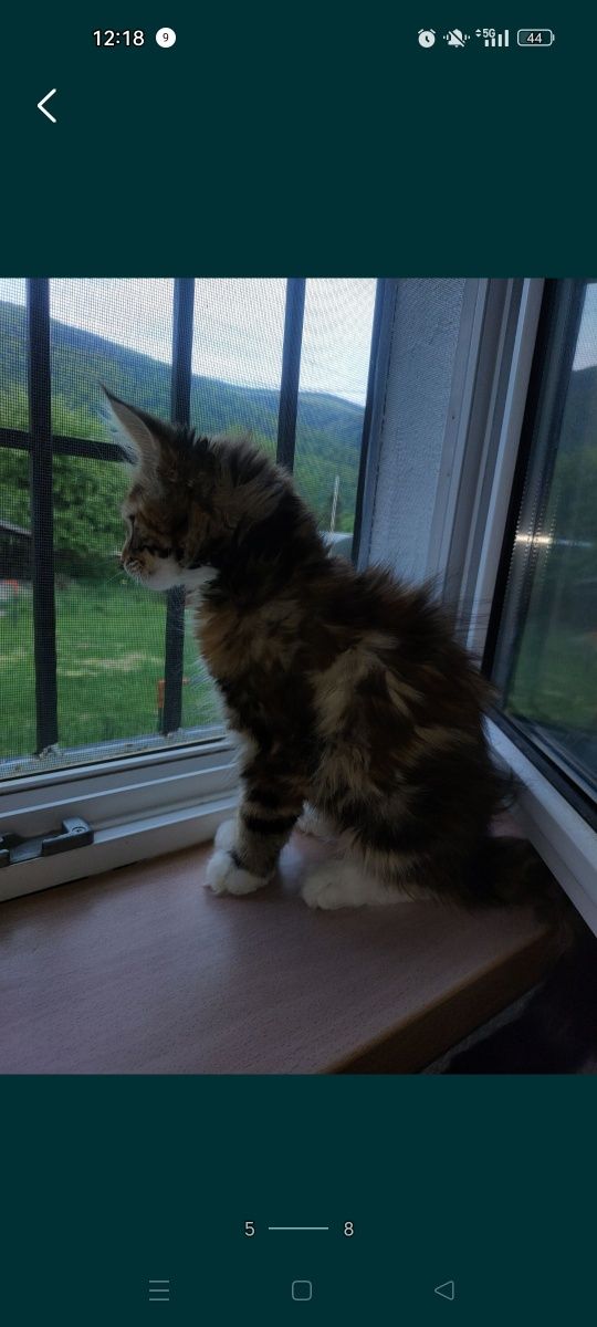 Fetița Maine Coon