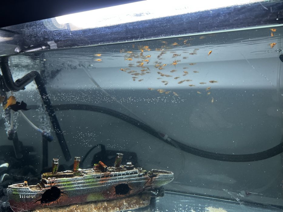 Acvariu,pesti,pompa exigen,pompa recirculare si filtare apa