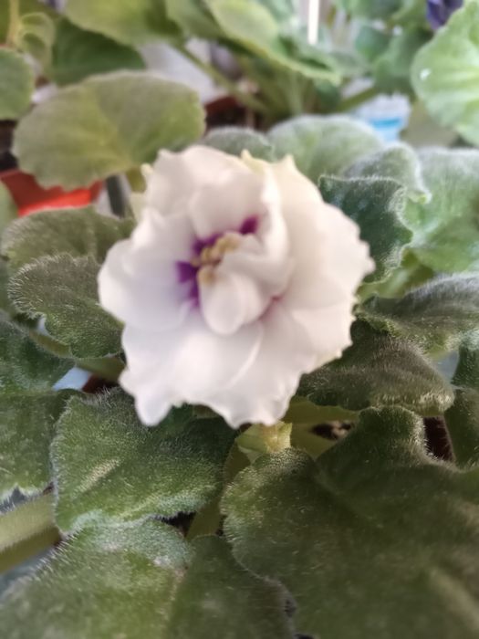 Фиалочки для дома