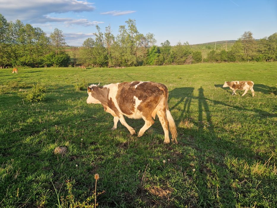Vaci baltata românească