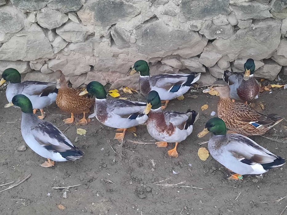 Rate salbatice (4 ratoi disponibili)