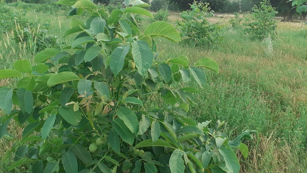 Samarqand viloyati Payariq tumani Nakurt MFYda uchastka sotìladi.