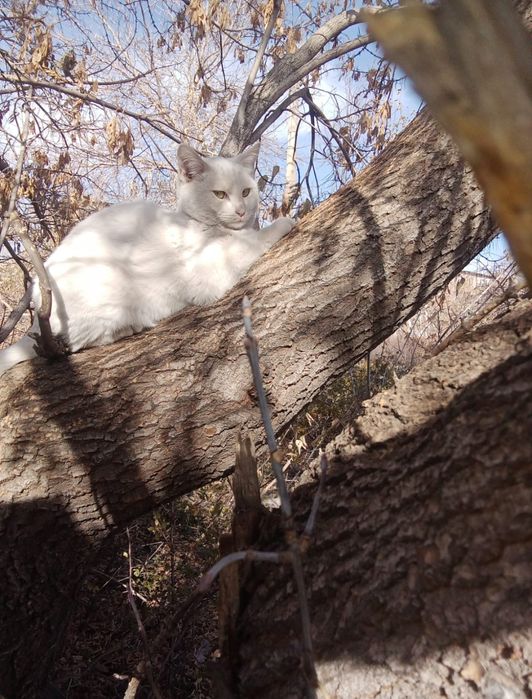 Кот крысолов с разными глазами