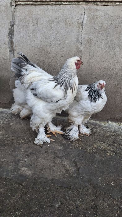 Vând familie 2+1 brahma HDA