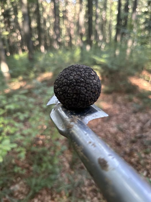 Trufe Proaspete - Aroma Excepțională Direct din Natura