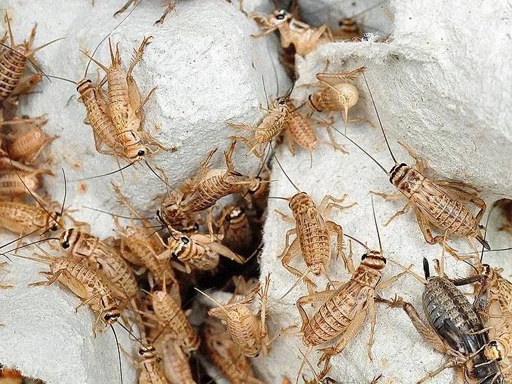 Банановый сверчек домашнего разведения