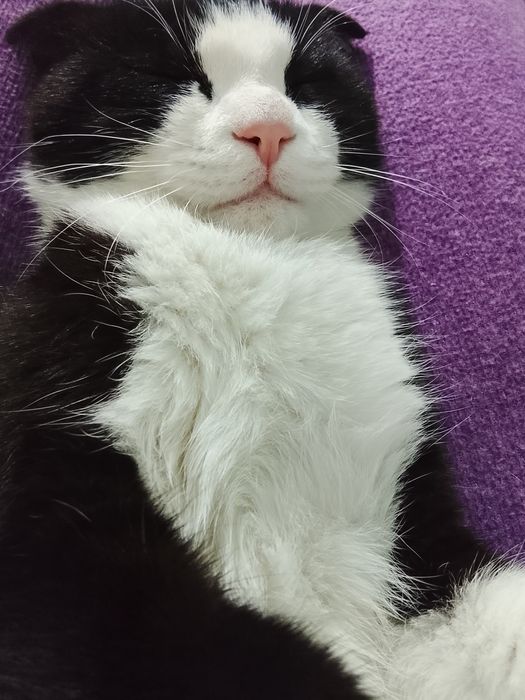 Продается шотландская вислоухая