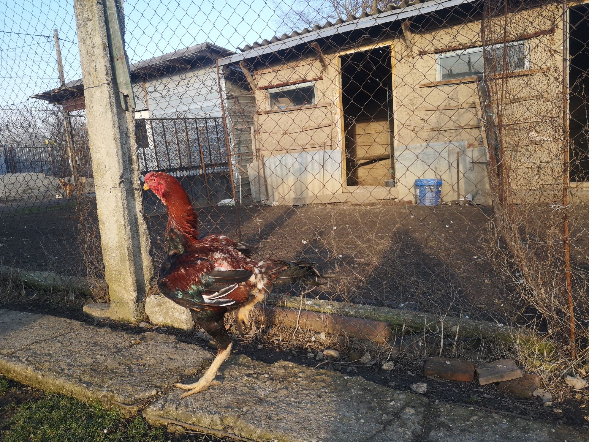 Oua si pasari combatant malaez