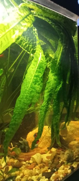 Аквариумное растение