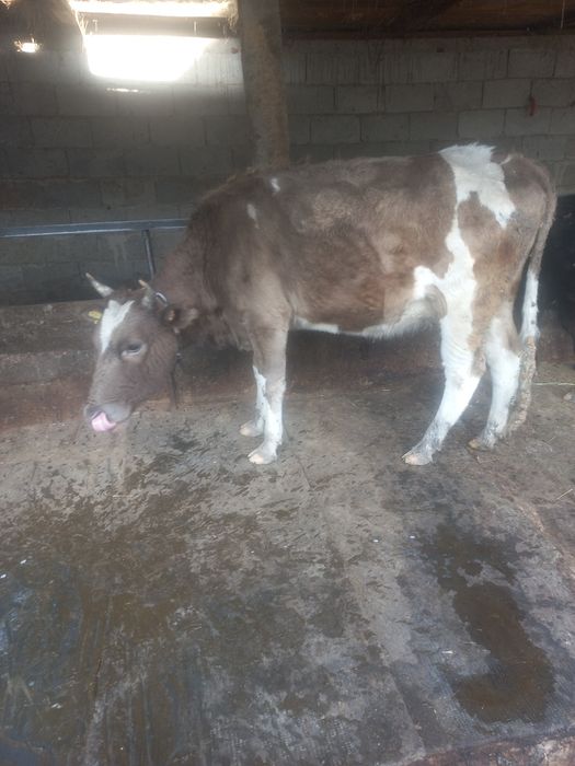 Семіз құнажын сатылады