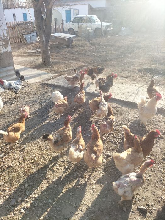 Тауықтар сатылады