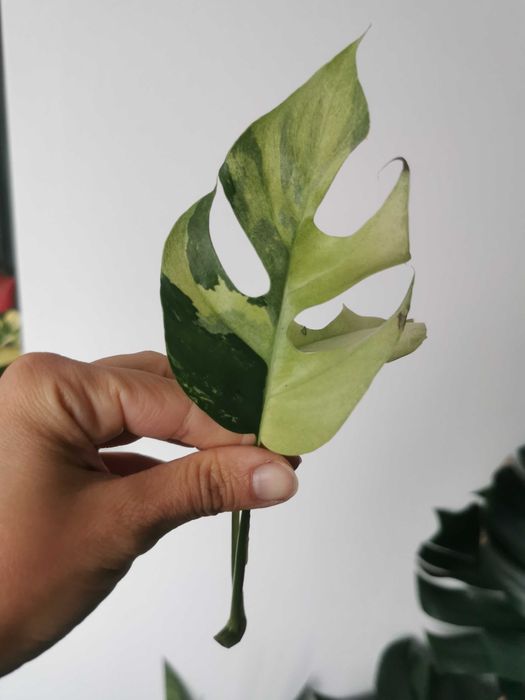 Monstera minima variegata / Rhaphidophora Tetrasperma variegata