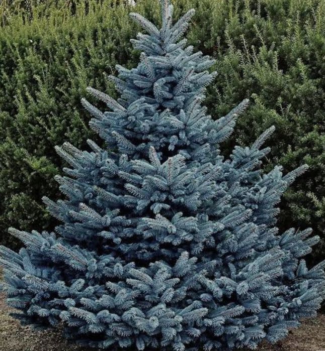 Голубая ель Арчалари