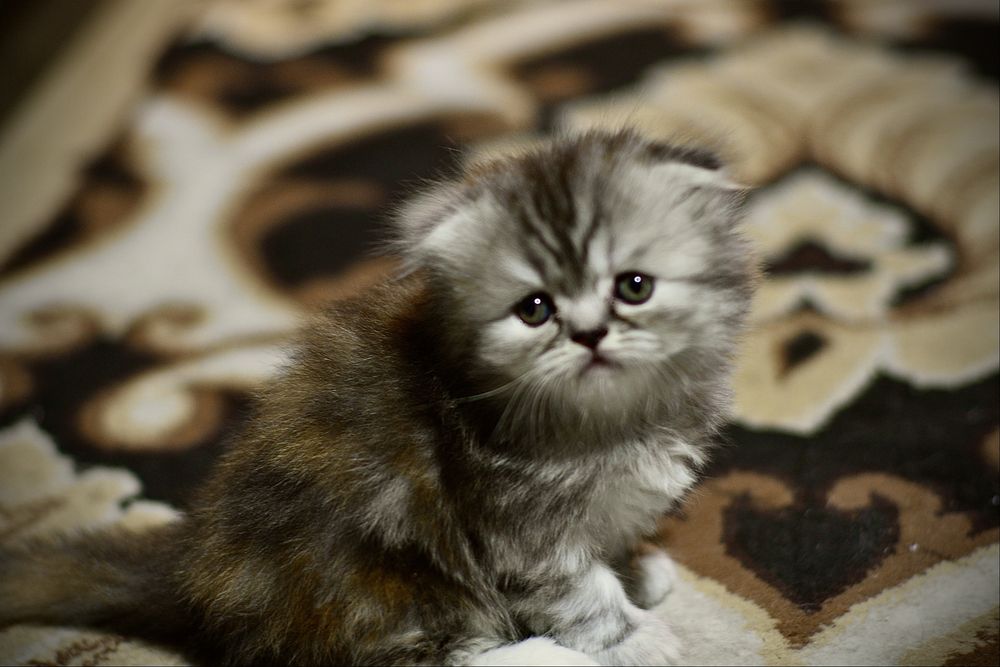 Британские котята