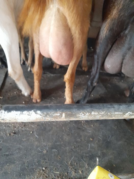 Vând 60 de capre cu lapte și tineret