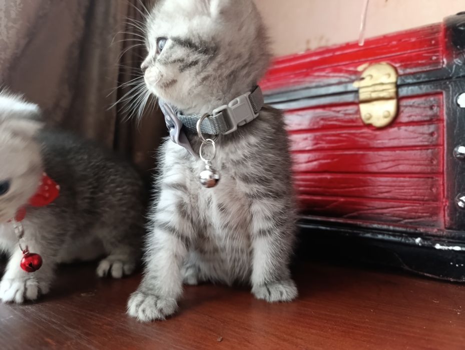 Котенок серебристый