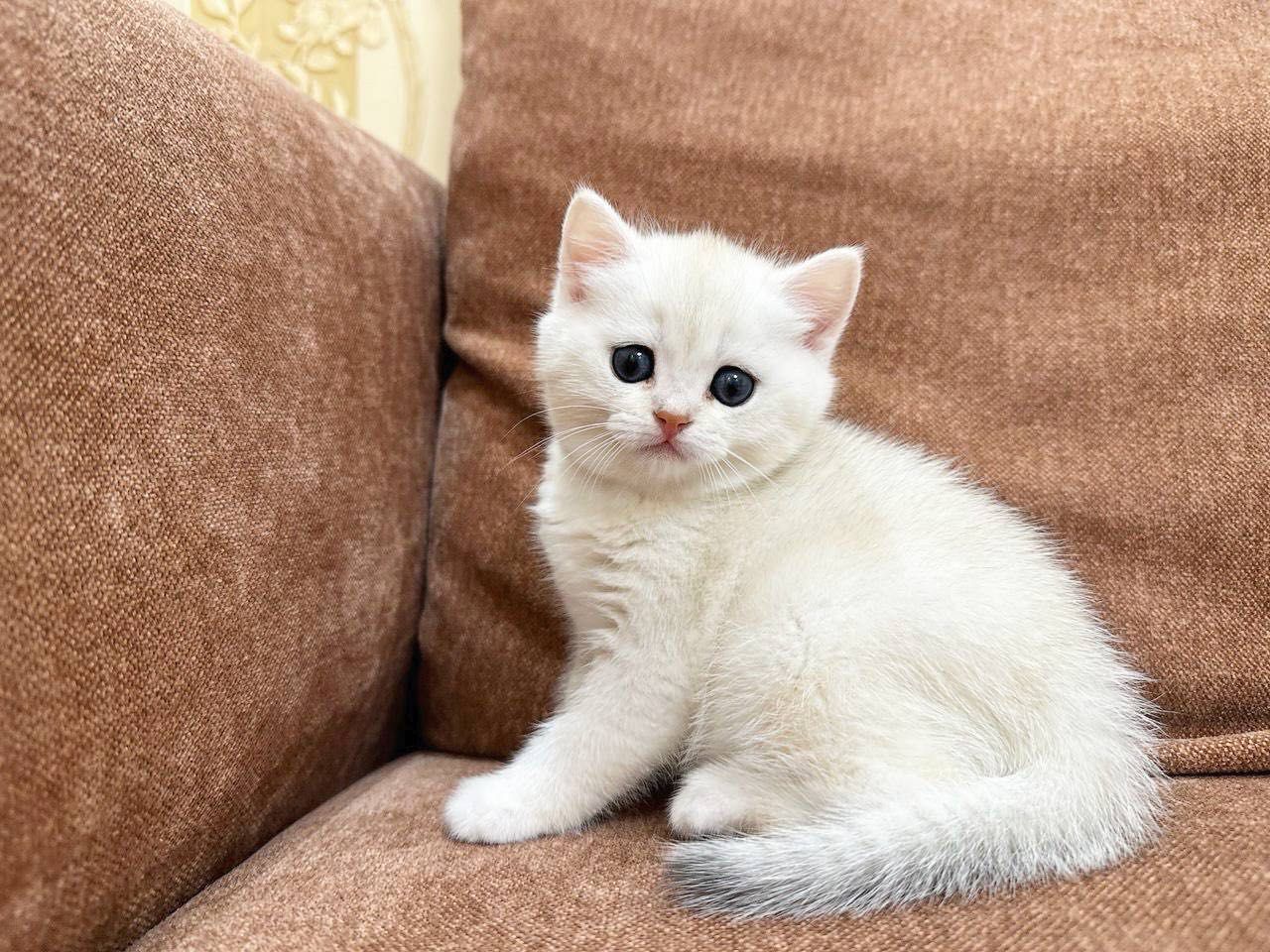 Котёнок скоттиш страйт