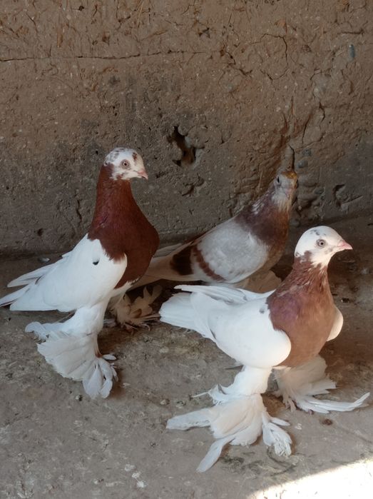 Продаются молодые голуби