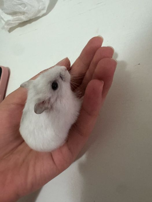 Hamsteri Gratis