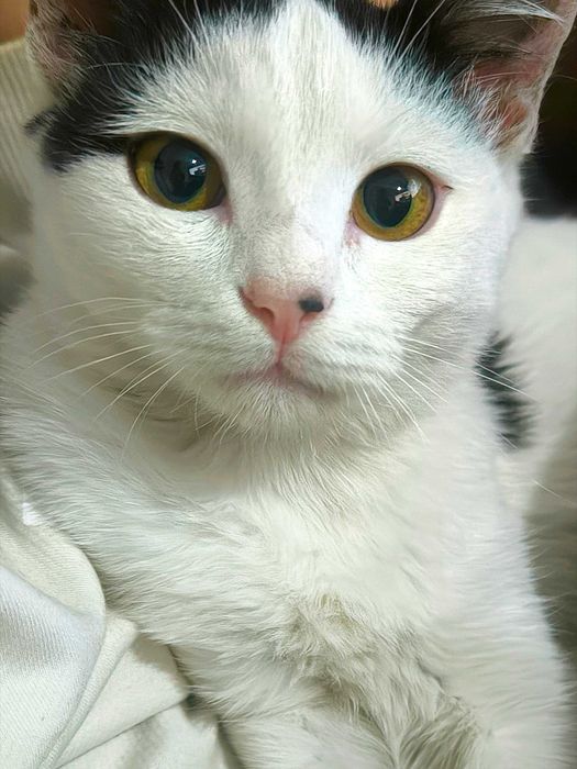 Отдам котёнка 4.5 месяца с доставкой